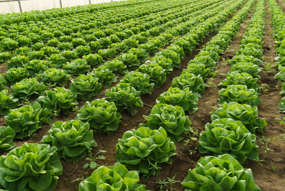 Ecoagricultura e e manejo ecológico do solo